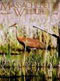 Massachusetts Wildlife magazine cover